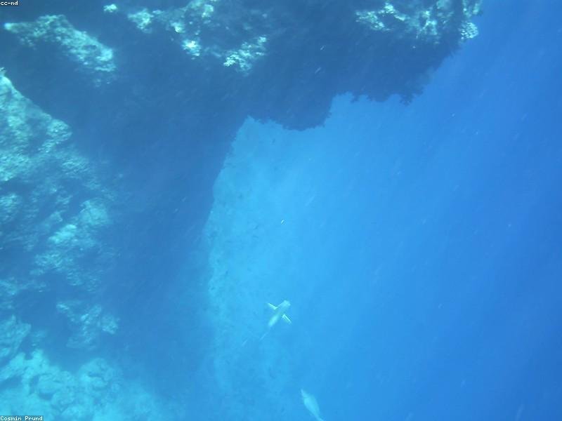 Cameră subacvatică GoPro Hero 11